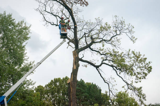 Best Arborist Consultation Services  in Silt, CO
