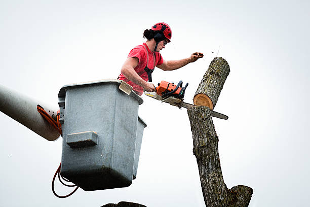 Best Tree Trimming and Pruning  in Silt, CO