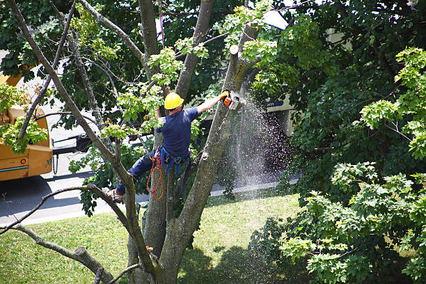 Best Storm Damage Tree Cleanup  in Silt, CO